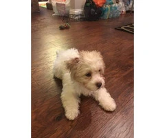 Beautiful Shihtzu/Poodle male 4 months old - 2