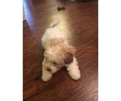 Beautiful Shihtzu/Poodle male 4 months old - 3