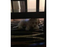 Beautiful Shihtzu/Poodle male 4 months old - 4