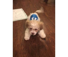 Beautiful Shihtzu/Poodle male 4 months old - 5