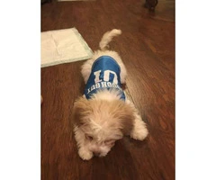 Beautiful Shihtzu/Poodle male 4 months old - 6