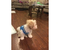 Beautiful Shihtzu/Poodle male 4 months old - 7