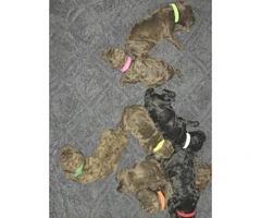 Pure bred standard poodles - 5