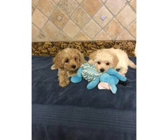 Maltipoo puppies males for $450