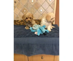 Maltipoo puppies males for $450 - 2