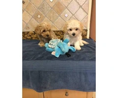Maltipoo puppies males for $450 - 3