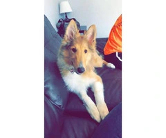 8 month old short hair collie