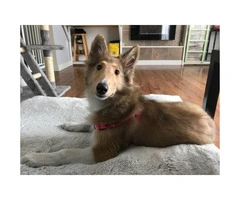 8 month old short hair collie - 4