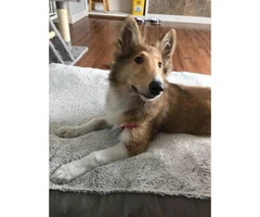 8 month old short hair collie - 5