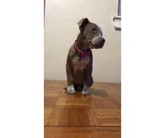Female Pitbull puppy blue eyes - 3