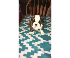 Brindle pure bred english bulldogs puppies for sale