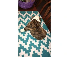 Brindle pure bred english bulldogs puppies for sale - 2