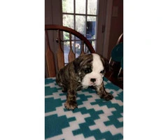 Brindle pure bred english bulldogs puppies for sale - 4