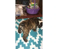 Brindle pure bred english bulldogs puppies for sale - 5