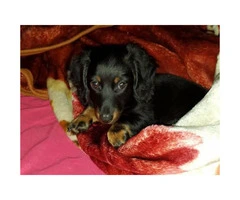 Ckc registered mini dachshund for sale 2 females 3 males