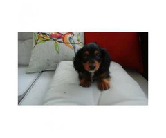 Ckc registered mini dachshund for sale 2 females 3 males - 3