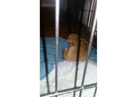 2 puppies left they are boxer mix