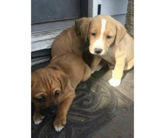 2 puppies left they are boxer mix - 4