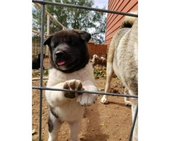 1 female 1 male Akita puppies for sale 2017