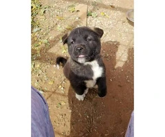 1 female 1 male Akita puppies for sale 2017 - 4