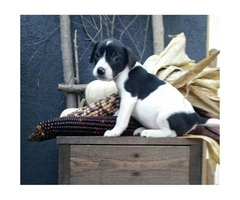 Jack Russell Terrier Puppies $500 - 2
