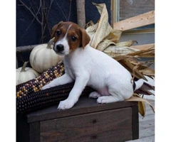 Jack Russell Terrier Puppies $500 - 3