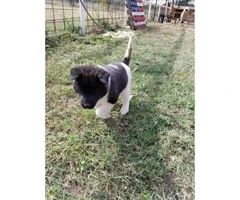 Jack Russell Terrier Puppies $500 - 4