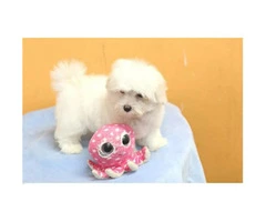 Adorable Teacup Maltese puppies for sale