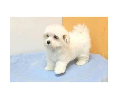 Adorable Teacup Maltese puppies for sale - 2