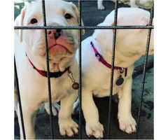 Big size Dogo Argentino Puppies - $2000 - 1