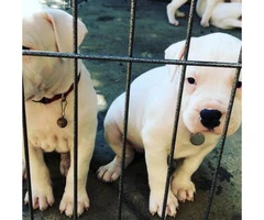 Big size Dogo Argentino Puppies - $2000 - 2