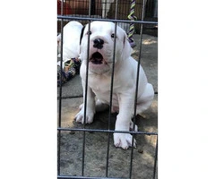 Big size Dogo Argentino Puppies - $2000 - 3