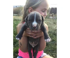 American Pitbull Puppies  for sale 6 females 3 males - 1