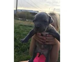 American Pitbull Puppies  for sale 6 females 3 males - 3