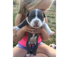 American Pitbull Puppies  for sale 6 females 3 males - 8