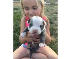 American Pitbull Puppies  for sale 6 females 3 males - 9