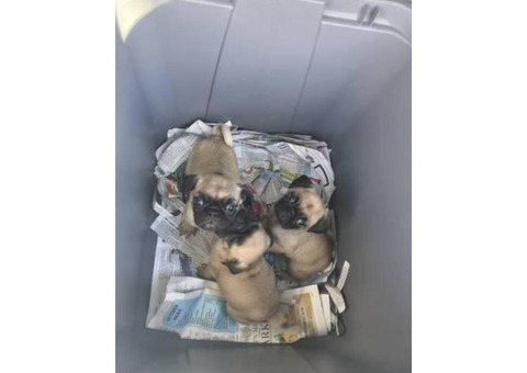 Beautiful pug puppies for sale
