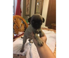 Beautiful pug puppies for sale - 2