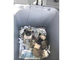 Beautiful pug puppies for sale - 3