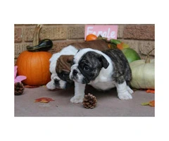 We have males and females available AKC registered English Bulldog Puppies