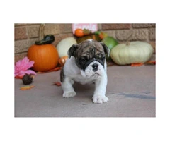 We have males and females available AKC registered English Bulldog Puppies - 2