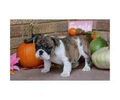 We have males and females available AKC registered English Bulldog Puppies - 3