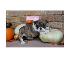 We have males and females available AKC registered English Bulldog Puppies - 4