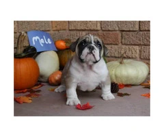 We have males and females available AKC registered English Bulldog Puppies - 5