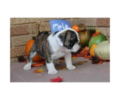 We have males and females available AKC registered English Bulldog Puppies - 6
