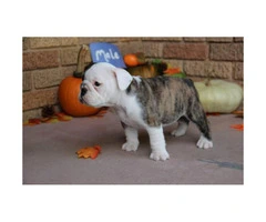 We have males and females available AKC registered English Bulldog Puppies - 7