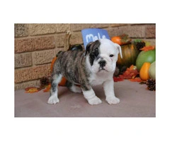 We have males and females available AKC registered English Bulldog Puppies - 8