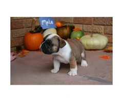 We have males and females available AKC registered English Bulldog Puppies - 9