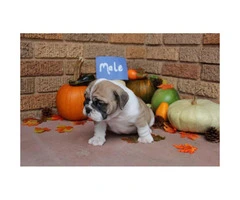 We have males and females available AKC registered English Bulldog Puppies - 10