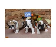 We have males and females available AKC registered English Bulldog Puppies - 11